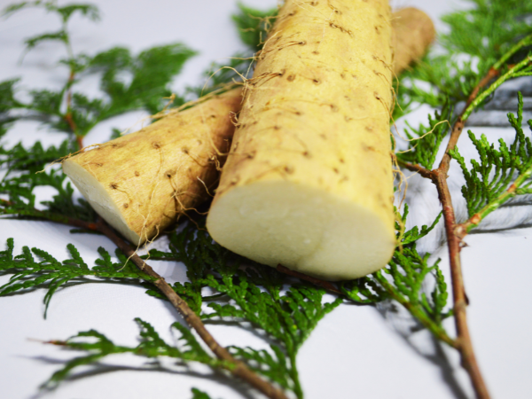 Racine d’igname sauvage