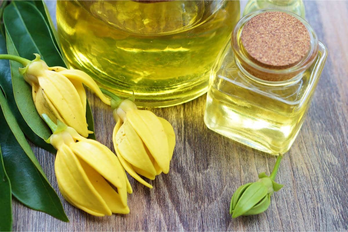 découvrez les bienfaits de l'huile essentielle d'ylang-ylang en 2025 : bien-être, relaxation, soin de la peau et équilibre émotionnel grâce à ses propriétés naturelles.
