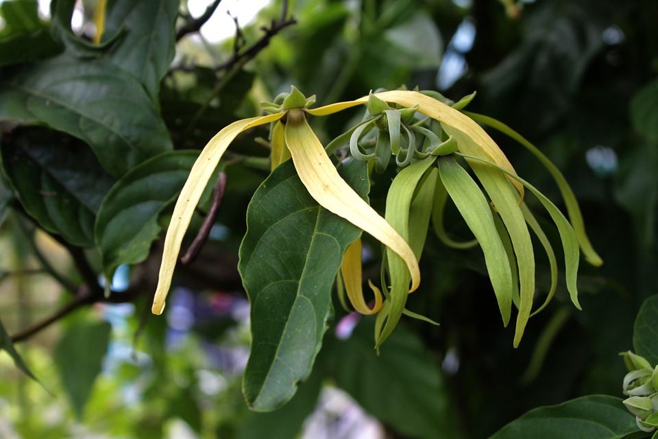 découvrez les bienfaits de l'huile essentielle d'ylang-ylang en 2025 : ses vertus pour le bien-être, la peau et la relaxation, ainsi que ses utilisations recommandées pour une santé naturelle optimale.