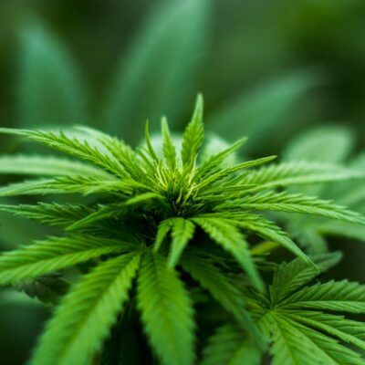découvrez les effets secondaires potentiels de la maca pour homme et comment les utiliser en toute sécurité pour bénéficier de ses bienfaits.