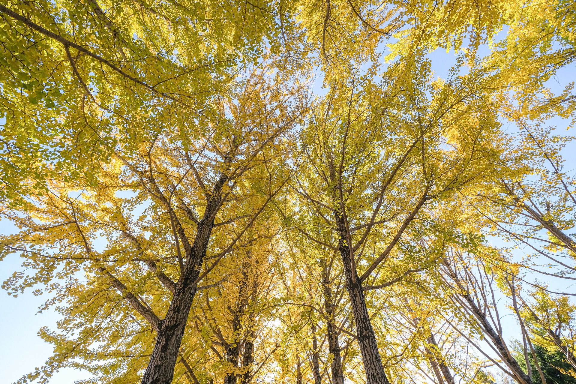 découvrez les dangers potentiels du ginkgo biloba et les précautions à prendre avant son utilisation pour assurer votre sécurité et bien-être.