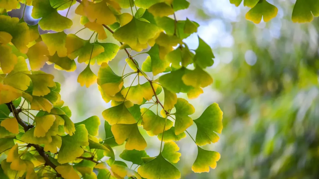 découvrez les dangers potentiels du ginkgo biloba et les précautions à prendre avant son utilisation pour garantir une consommation sûre et efficace.