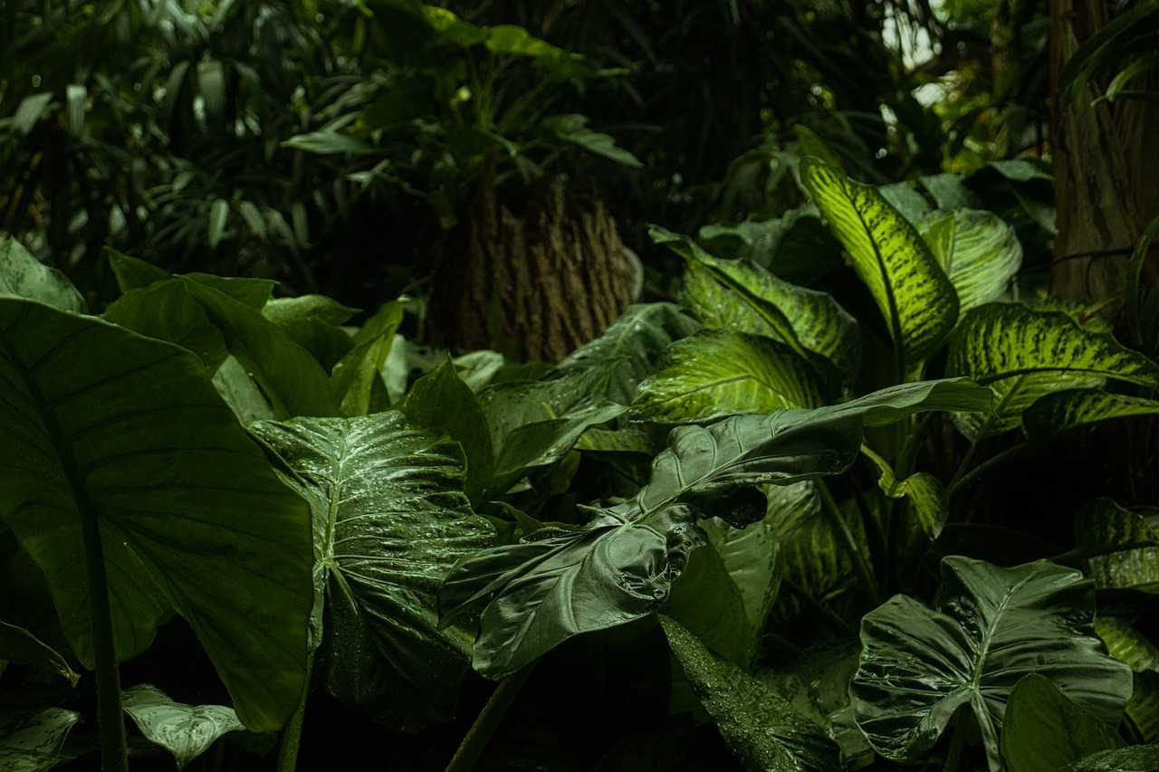 découvrez les bienfaits et usages de l'huile de coprah en 2025 : un trésor naturel pour votre santé, beauté et cuisine.