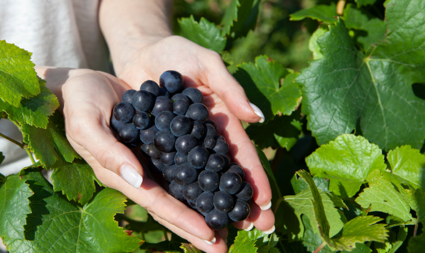 découvrez les méfaits potentiels du raisin sur la santé, ses effets indésirables et les précautions à prendre pour une consommation équilibrée.